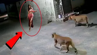 ক্যামেরায় রেকর্ড না‌ হলে আপনিও বিশ্বাস করতেন না এই ঘটনা Cheetah attack caught