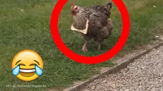 الدجاجة الغبية سوف تموت من الضحك 