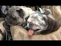 Leigh s Lost and Found Digital Extra Know your breed Pugs