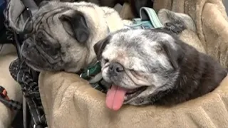 Leigh s Lost and Found Digital Extra Know your breed Pugs