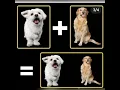 Collage maker in python