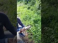 Nemu Kukang Kalimantan