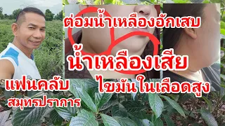 ต่อมน้ำเหลืองอักเสบน้ำเหลืองเสีย@สมุนไพร #โจฮักนะสารคาม #ลุงโจสมุนไพร EP.1773