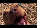 Friends of Jacksonville s Animals dog adoption