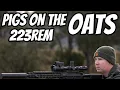 Download Lagu Schieten met ongediertebestrijding voor Clear the Oats || 223Rem ATV-jachtactie || Nieuwe Amarok ...