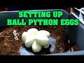 We pull python eggs How many ball python eggs