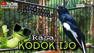 Download Kicau kacer isian KODOK IJO MP3