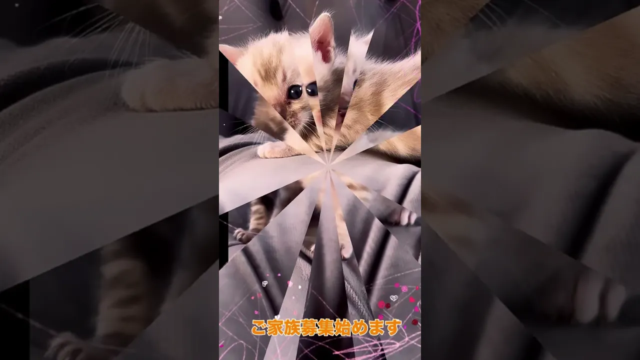 動画
