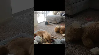 Simba Usual Goldenretreiver  Simba Usual Goldenretreiver
