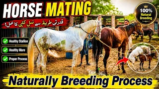 Horse Breeding How Horses Breed Naturally