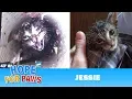 Download Most URGENT rescue EVER! Kitten falls 43 ft straight down a water well & cries for help for 5 DAYS! mp4 3gp mp3 videos - waplic