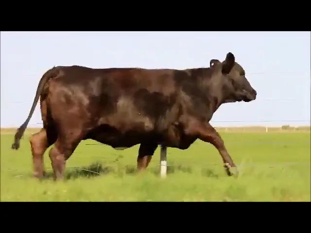 PACOTE 01 ESTÂNCIA PRINCÍPIO 