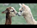 Download Lagu Ansiklopedia - Lama (Altyazılı)