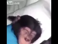 Lagu Wakey Wakey It’s Time For Scoo (monkey edition)