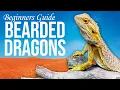 Bearded Dragon Care Guide