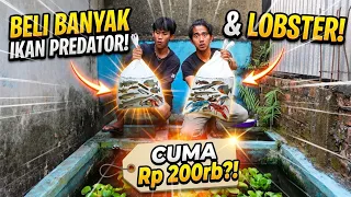 AKU SURUH KAMERAMAN KASIH MAKAN & BELI IKAN PREDATOR BARU TUK JADI PENGHUNI KOLAM