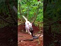 Download Lagu kucing putih penunggu kebun singkong, #dancehall #newmusic #dancehallmusic#ai #cat #ularbesar#snake