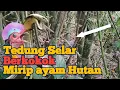 Download Lagu Suara Ular Tedung selar Situ derek di kebun bambu saat sendekala