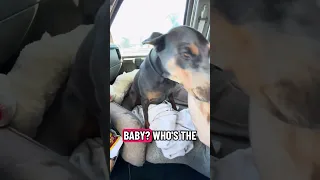 #Fyp #dream #YouTube #doberman #pets