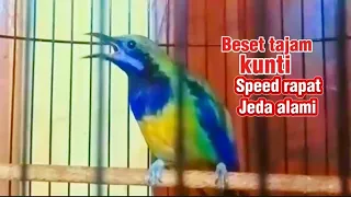 masteran cucak cungkok suara pedes tajam jeda alami 