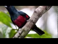Download Lagu Suara Kicauan Kepodang Dada Merah Merdu Sekali