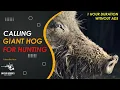 Download Lagu 100% PASTI HADIR - SUARA MP3 MEMANGGIL BABI HUTAN DAN BABI HUTAN UNTUK BERBURU