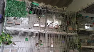 تغريد حسون منطقة المدية دندنها