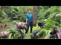 Download Lagu Calves, goats, pigs help Vietnamese man carry firewood to store to sell