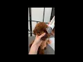 Dog Grooming Kit Oneisall - Review