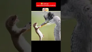 سفاح الغابة مش هتصدق بيعمل ايه قبل ما يهاجم فريسته 