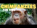 Chimpanzees for Kids Learn all about this intelligent primate