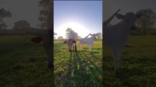 LONGHORN Cattle Breed Biggest Bulls And Cow  LONGHORN Cattle Breed Biggest Bulls And Cow