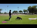 German Shepherd Training Phoenix I Board Train Program I GSD Trainers Arizona I Before After