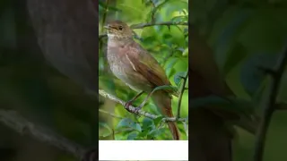 طائر العندليب يغرد في الطبيعة الحسنية الحسون المغربي الحسون المغربي 