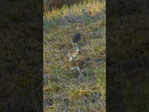 Rut action!