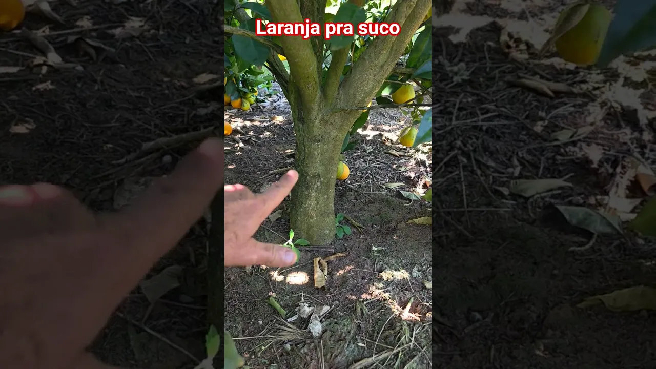 Nossa plantação de citros