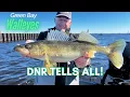 The TRUTH About Green Bay s Walleye Population DNR Tells ALL
