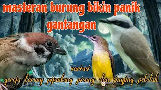 gereja tarung pijantung dan jingjing petulak bikin panik gantangan 