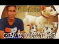 Download Lagu GREBEK KANDANG MANG GOBED CIAMIS ADA ANJ1NG KAMPUNG LIAR SEKARANG DITAWAR MAHAL ‼️