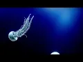 JARABE DE PALO - DEPENDE (50 PALOS)