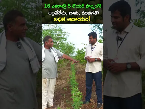 16 ఎకరాల్లో 5 లేయర్ ఫార్మింగ్.. అల్లనేరేడు, జామ, మునగ, కందితో అధిక ఆదాయం! @Raitunestham