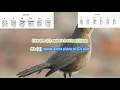 Nightingale by Carole King play along with scrolling guitar chords and lyrics