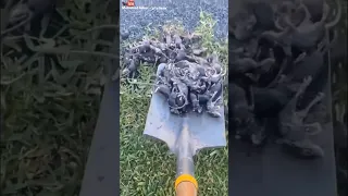 غزو الفئران باستراليا مرعب جدا  غزو الفئران باستراليا مرعب جدا