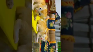 Https Youtu Be XfnQ3gPKcEY Si Vwm8H3k0MZV1vWHc Click Here To See Full Video 