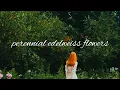 Download Lagu Skjønnhet - Perennial Edelweiss Flower ( Feat Adelswast ) MUSIC VIDEO