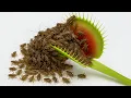 100 Crickets vs Venus Flytrap