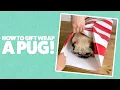 How to gift wrap a pug