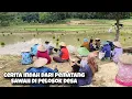 Adem Ayem Suasana Disawah Saat Musim Tanam Padi Bikin Kangen Kampung Halaman