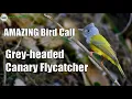 Download Lagu AMAZING bird calls from India - the SWEET CALL of the Grey-headed Canary Flycatcher