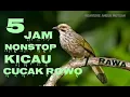 Download Lagu 5 jam nonstop Kicauan Cucak Rowo